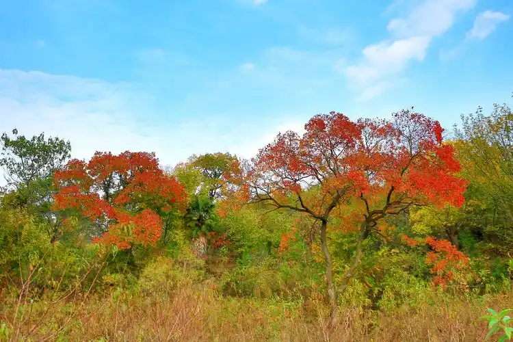 霜染乌桕红如枫