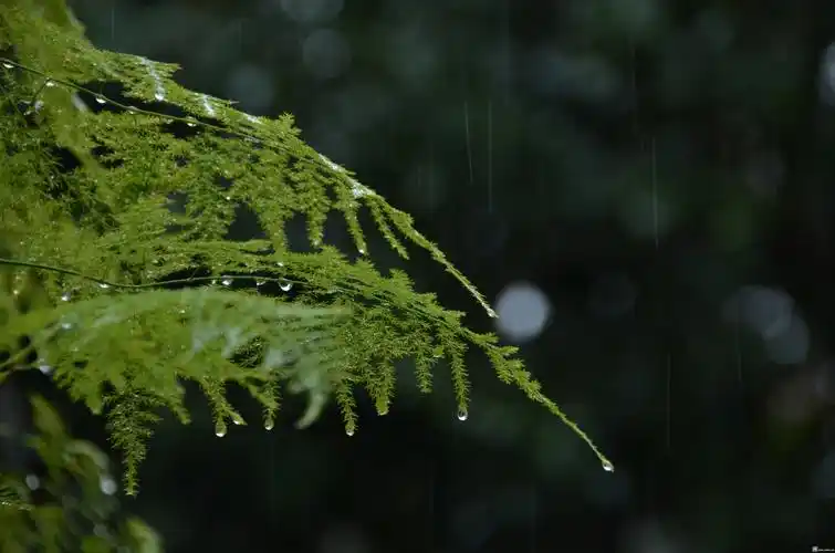 春雨贵如油