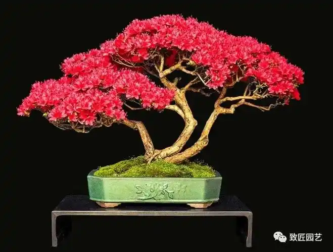 一本三杆,山野丛林