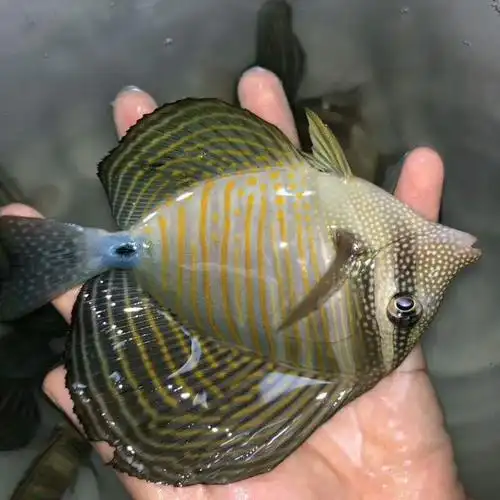 珍珠巴东大帆吊倒吊类珊瑚鱼观赏鱼海水帆吊鱼海鱼