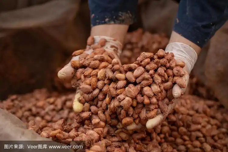 可可豆在木箱中发酵,以发展巧克力的风味.