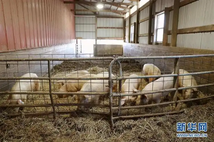 "我们不愿失去中国市场"——美国伊利诺伊州农民的心声