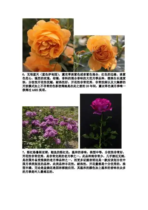 玫瑰品种资料介绍doc38页
