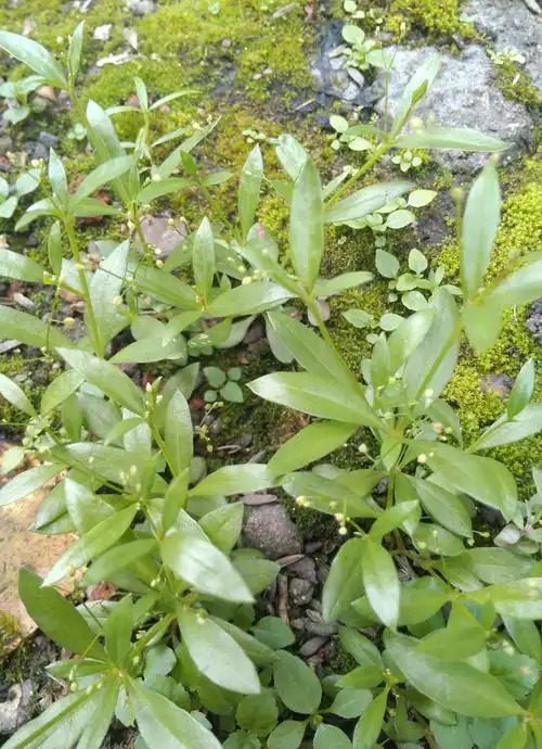 又名:栌兰,土洋参,福参,申时花,煮饭花,假人参,参草,土高丽参等,属