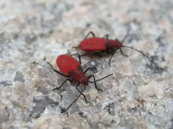 大红姬缘椿的幼虫.成虫与若虫会群聚一起,吸食豆类等植物汁液.