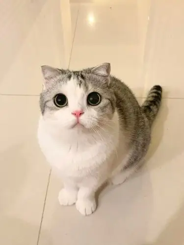 泡芙(微博:香香软软小泡芙)