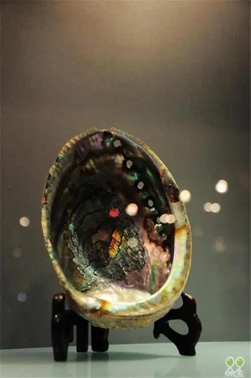 我是达人非常三亚博物馆里的珍珠情缘