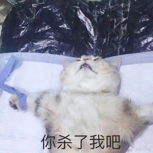 你杀了我吧猫咪猫咪表情