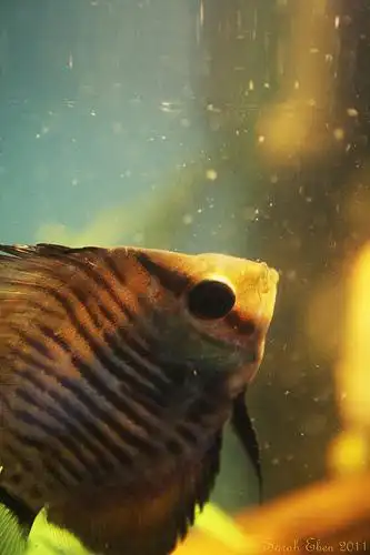 discus fish | flickr – 相片分享!