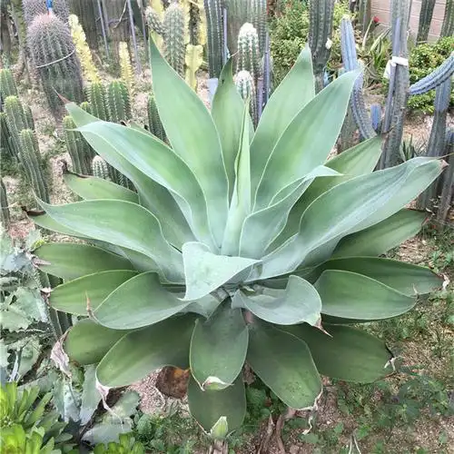 翠绿龙舌兰狐尾翡翠盘龙舌兰 大型品种园林景观 造景四季常绿植物