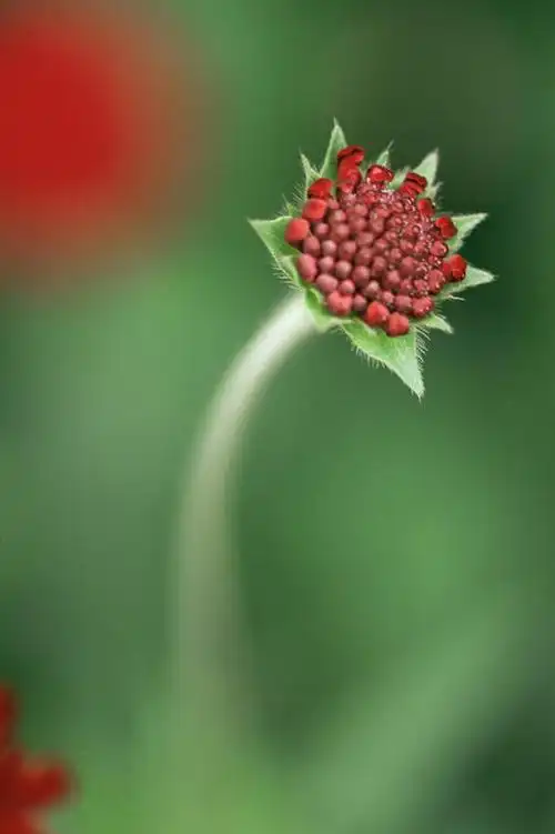 无人,竖图,室外,特写,白天,留白,美景,盛开,景观,图像,花蕾,花,花瓣