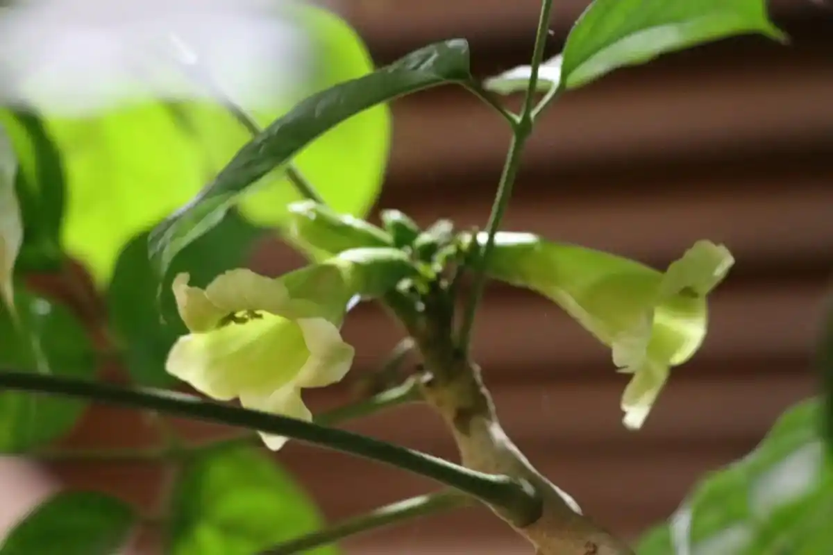 发财树开花,好寓意.#热门 不知道是#发财树 还是发财树 不 - 抖音