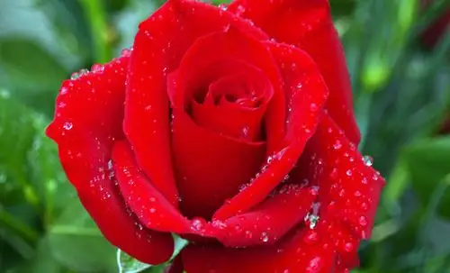 仅售299元,价值520元99朵玫瑰!提前1天预约!