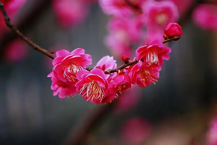 不经一番寒彻骨,怎得梅花扑鼻香. 疏影横斜水清浅,暗香浮动月黄昏.