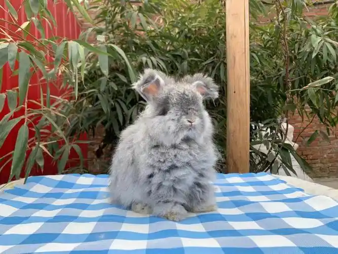 金吉拉色#彩色安哥拉兔  #安哥拉巨兔  #安哥拉兔  #宠物兔