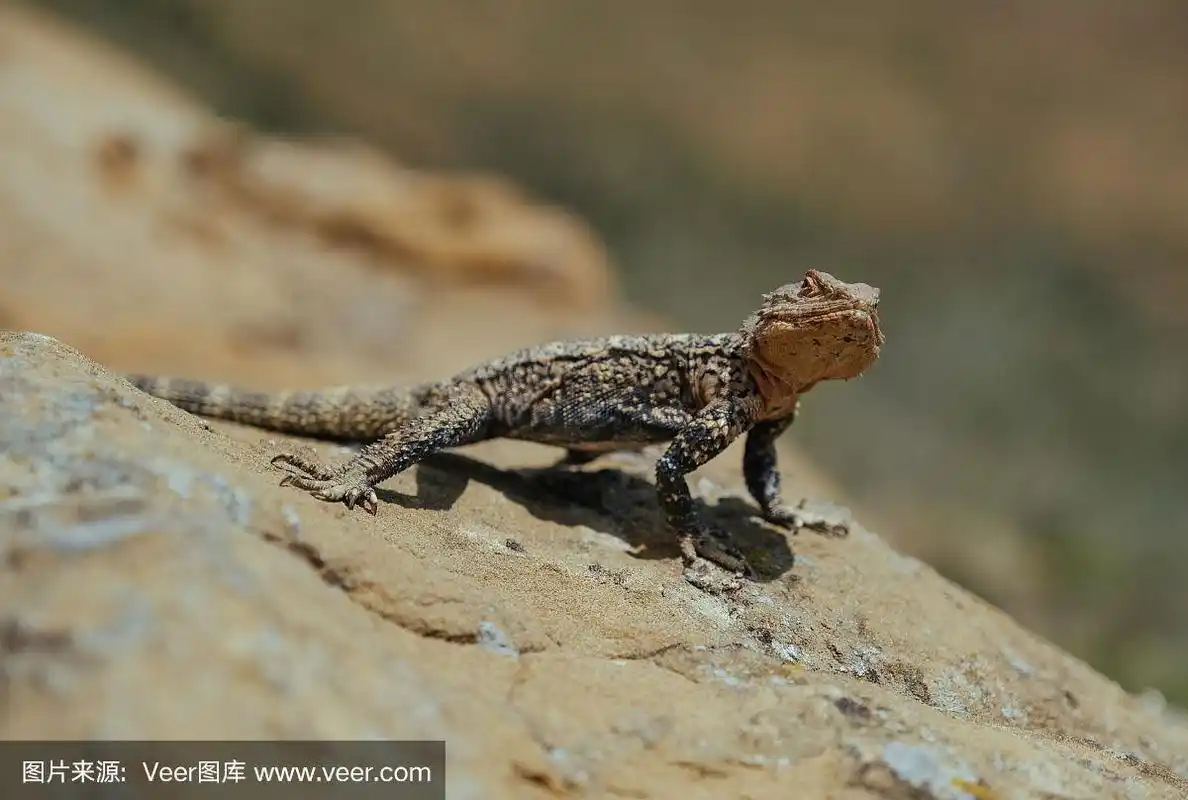 格鲁吉亚山上晒太阳的蜥蜴