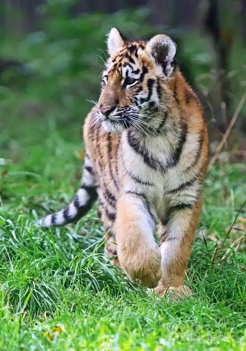 可爱的小老虎照片-正版商用图片0oslee-摄图新视界