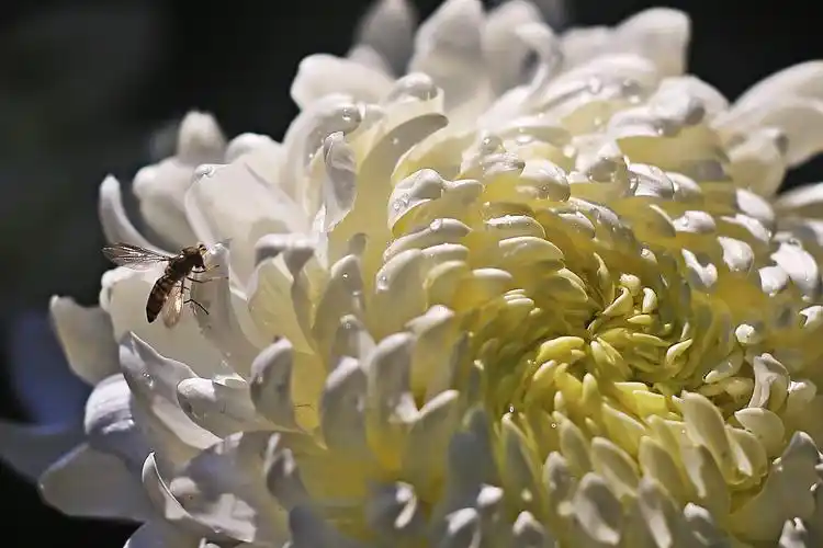 百菊图(岳麓山2020年菊展)