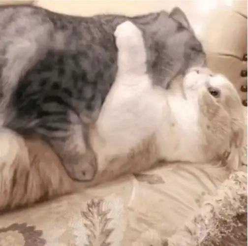 就是可以当表情包的那种,类似以下这两张(本来都是动图,在微信里没法