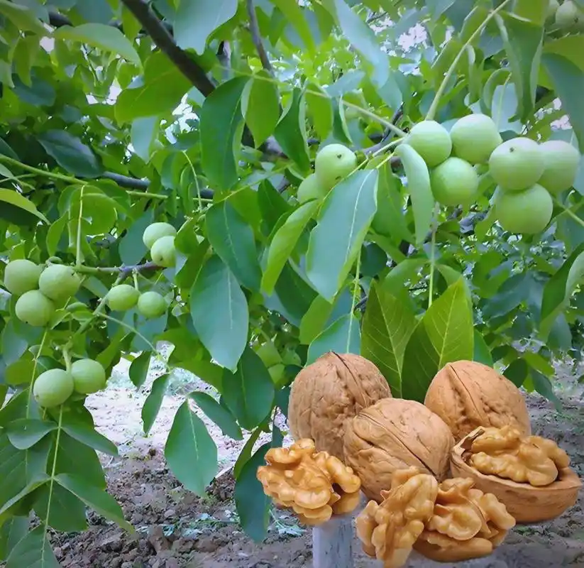 核桃种植全攻略:从选地到收获,一篇文章让你成为核桃种植专家