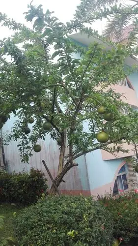 长在树上的西瓜你见过吗?只能看不能吃的哟!