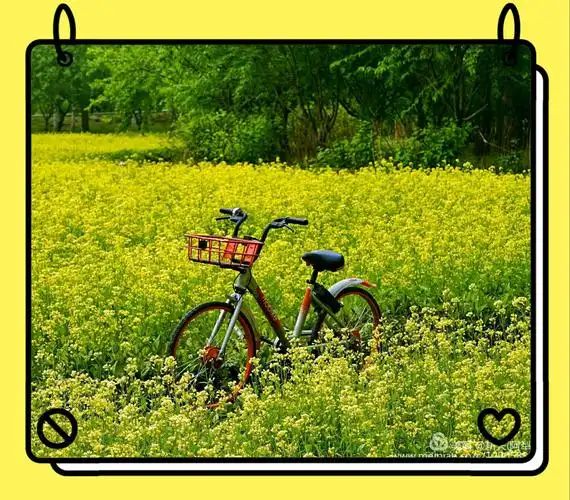 在油菜花的海洋里, 自由自在地呼吸, 轻轻松松地放飞心情, 该有多开心