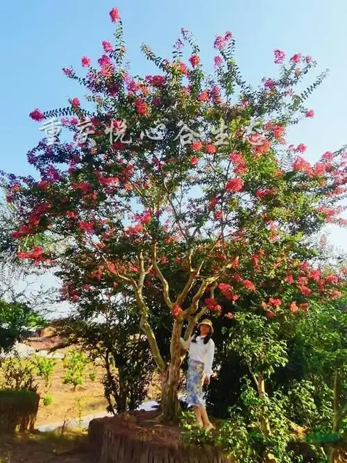 精品造型老紫薇