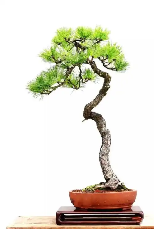 国家级盆景大师文人盆景作品赏析!高清大图 - 知乎