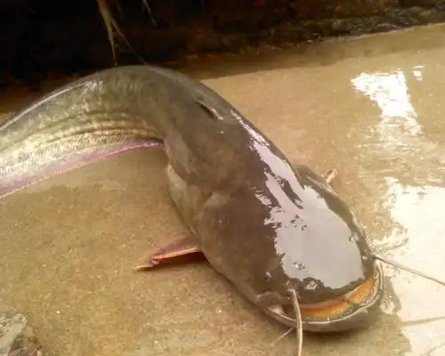 这种食肉鱼,虽营养丰富,但其鱼卵有毒,不可误食!