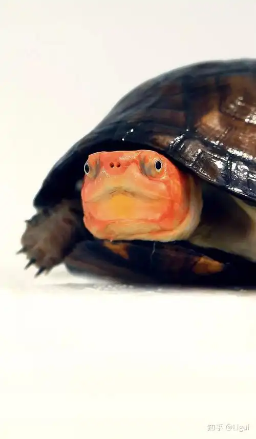 红面蛋龟红面泥龟的饲养方式