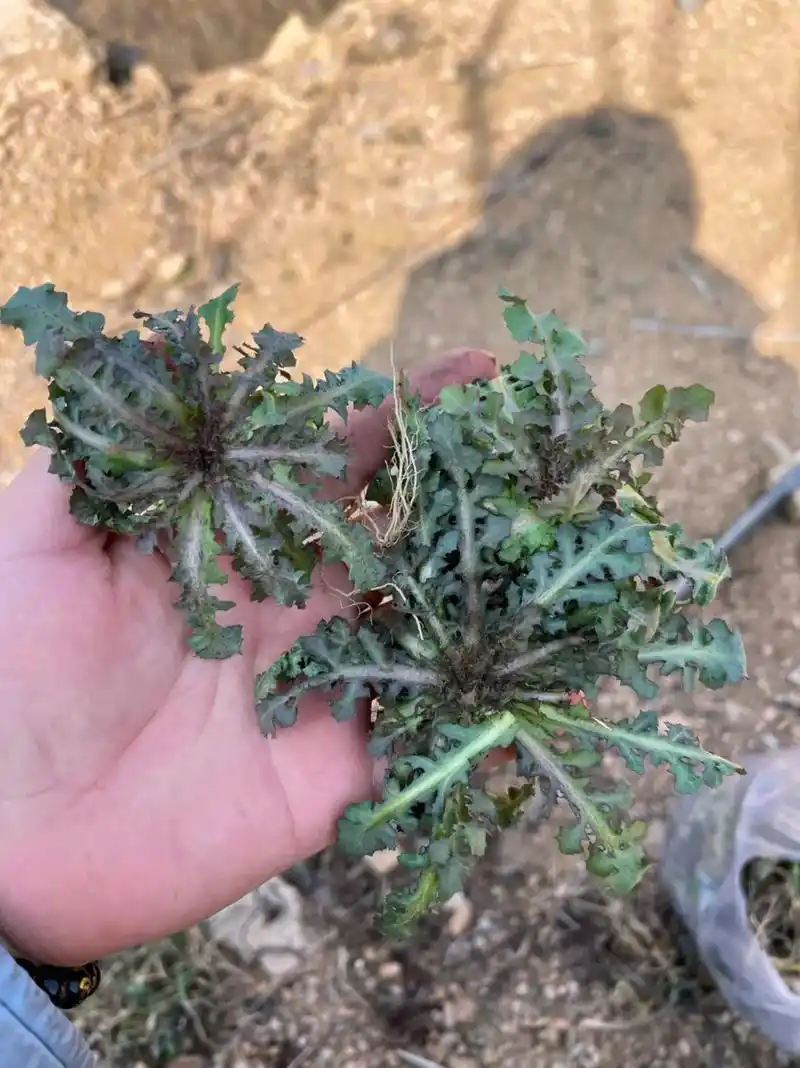 春季绿色蔬菜02荠菜,苦菜——蘸酱菜.俺姥爷说:吃一颗苦菜顶 - 抖音