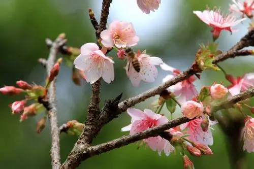 花溪的福建山樱花
