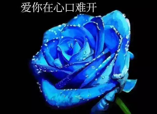 蓝色妖姬花语是什么意思不同数量的蓝色妖姬代表什么含义