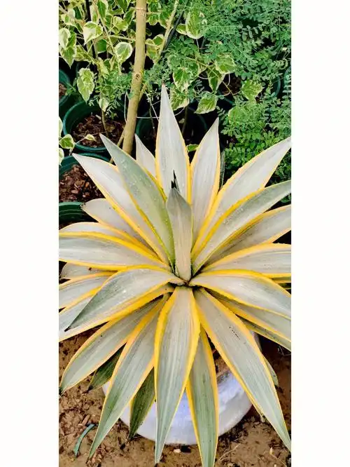 龙舌兰三个品种