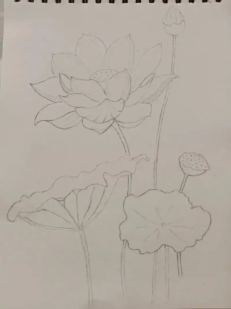 手绘彩铅画@#夏日荷花  - 抖音