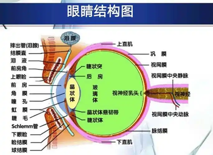 眼部结构(医学作业)