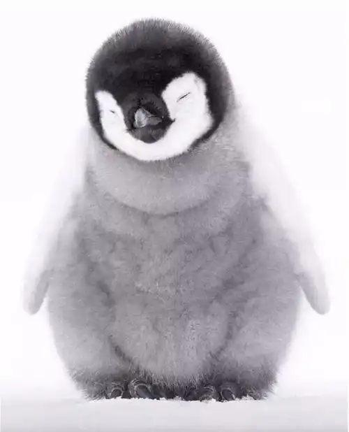 这组图叫站着睡觉的小企鹅看了心情挺好