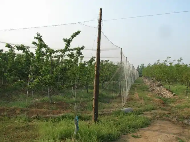 防鸟网天网 尼龙网青蛙养殖防逃网 牛蛙围网鱼塘池塘泥鳅