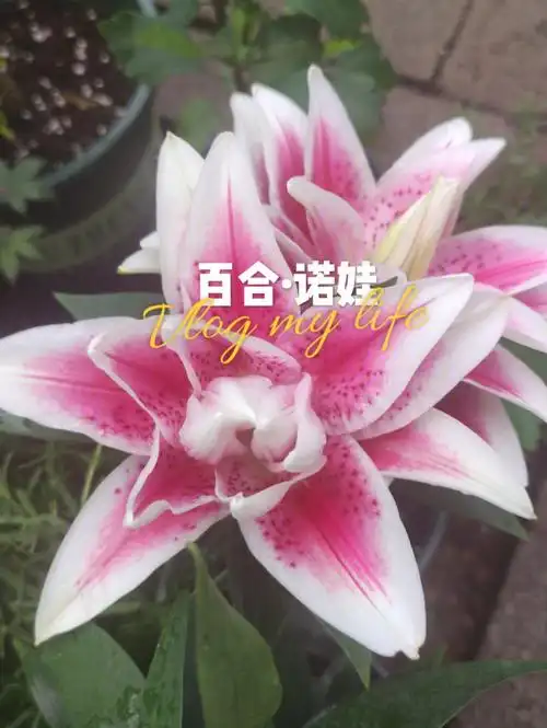 重瓣百合诺娃矮生品种香香哒