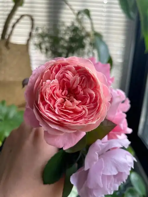 樱花公主空蒙月季夏花