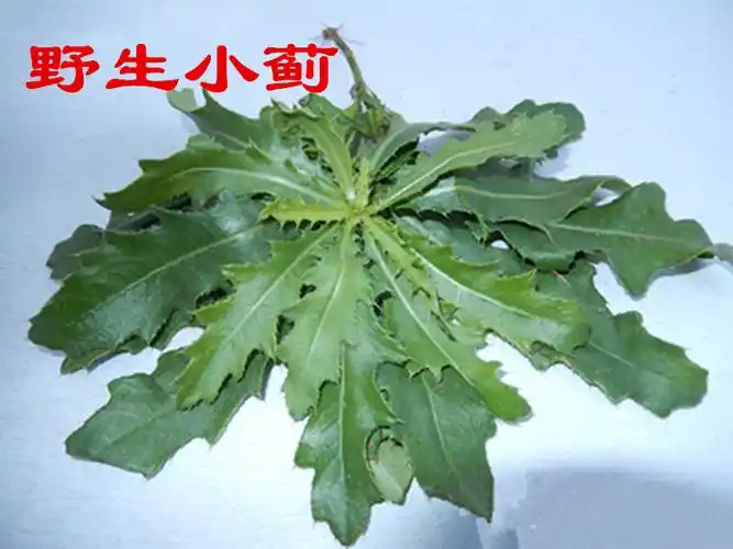 新鲜野生小蓟饮子七七芽刺菜刺角芽刺儿菜带根止鼻血草500g