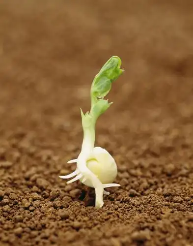 无人,农田,竖图,室外,特写,白天,正面,庄稼,农作物,美景,蔬菜,阴影,朦