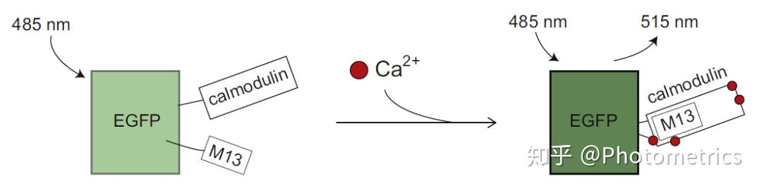 前沿显微成像技术专题之钙离子成像