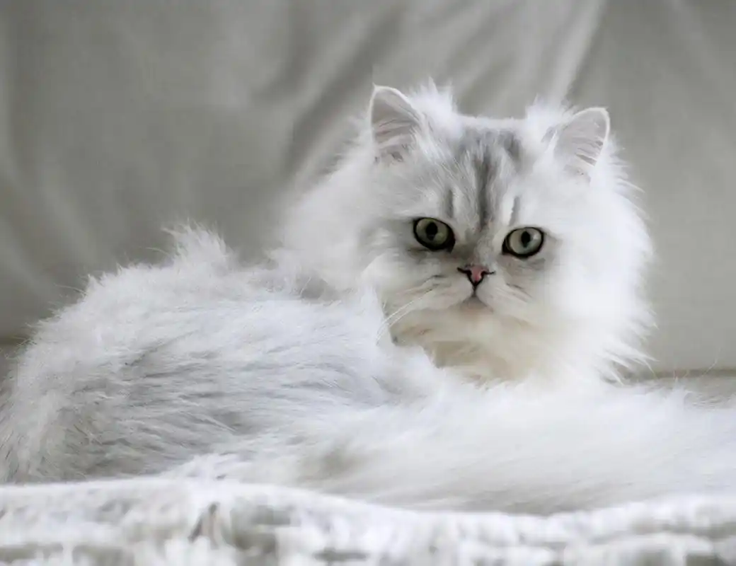 长毛猫是什么品种?