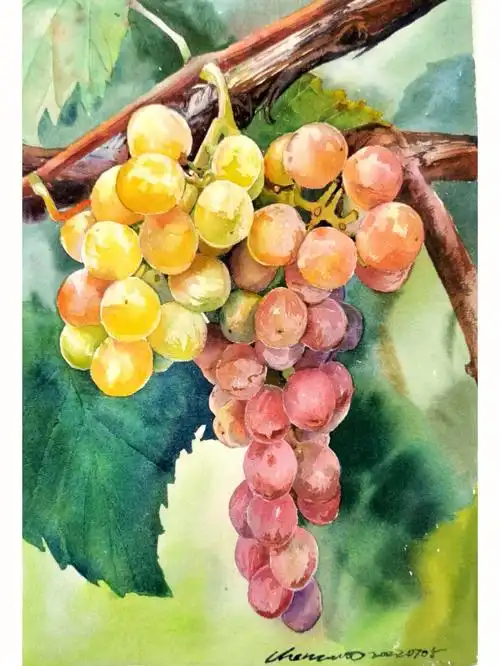 水彩画葡萄还是提子我总分不清附过程