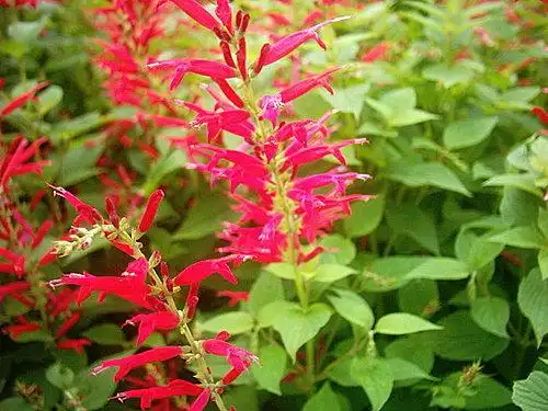 唇形花科-香草植物～凤梨鼠尾草