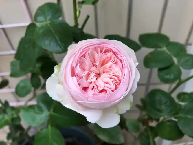 广东61清远月季伊芙乙女心标准花