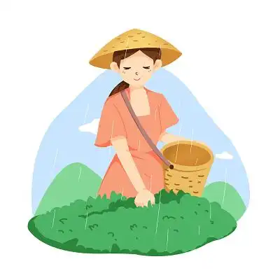 卡通清新风格谷雨节气采茶图