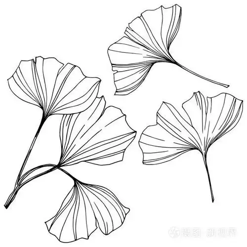 向量隔离银杏例证元素.叶植物植物园叶.黑白雕刻水墨艺术