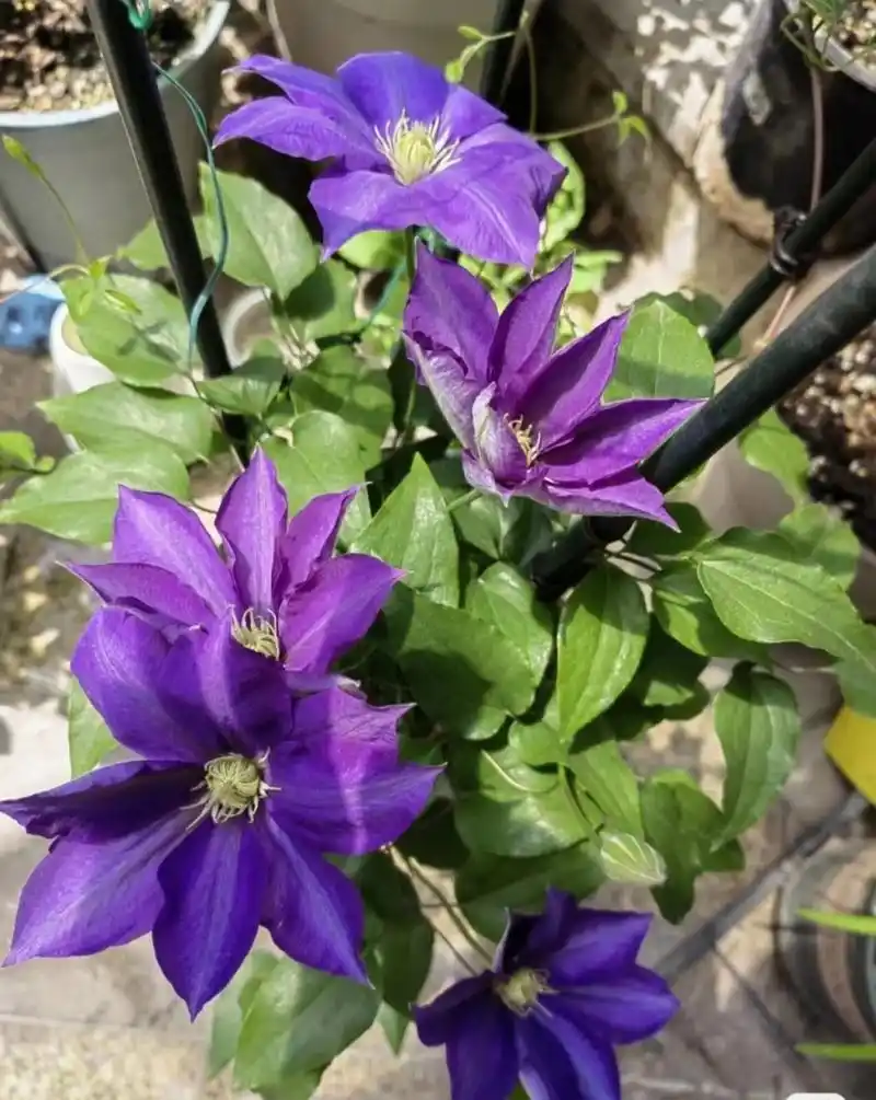 巴黎风情铁线莲 开花太诱人了